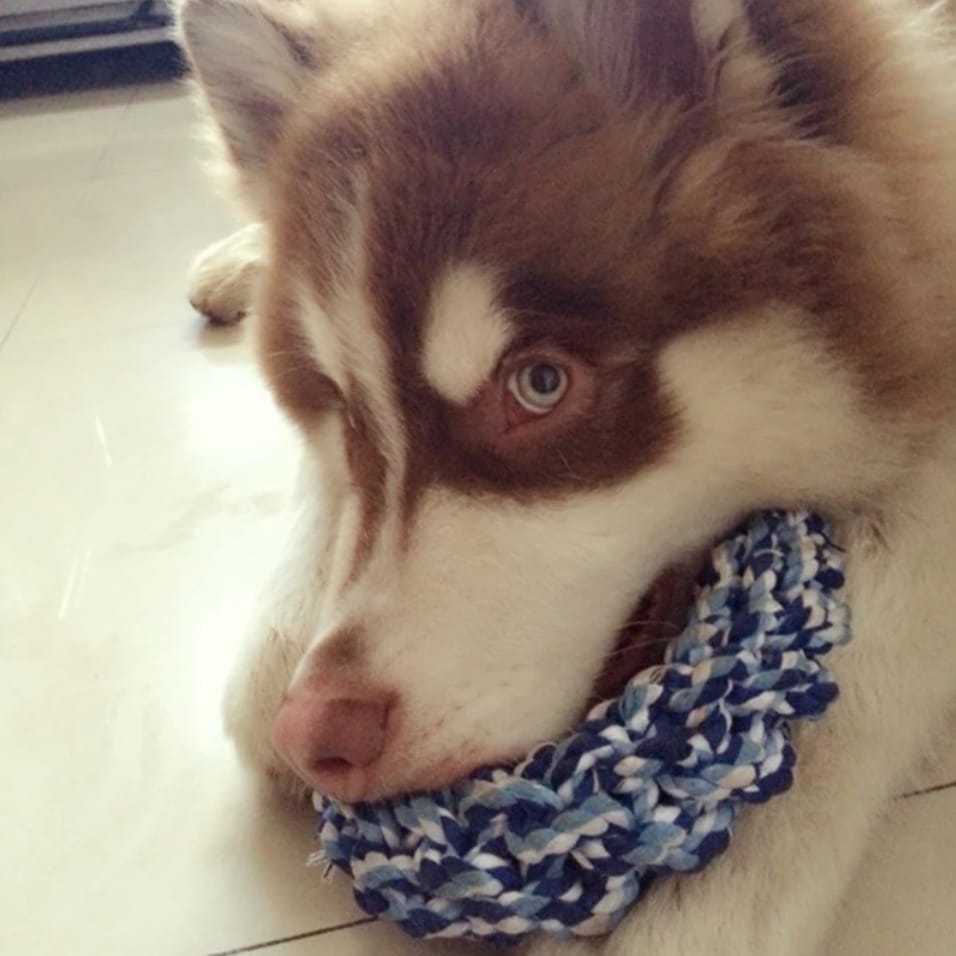 ZABAWKA DLA PSA GRYZAK SZARPAK MOCNY SZNUR KÓŁKO OPONA RINGO DO APORTOWANIA 15CM - obrazek 3